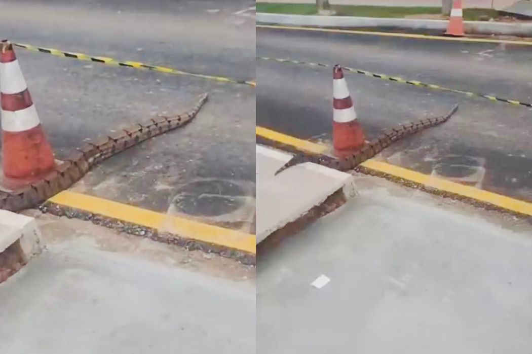 jiboia surge no Detran de Cuiabá e causa alvoroço entre os presentes