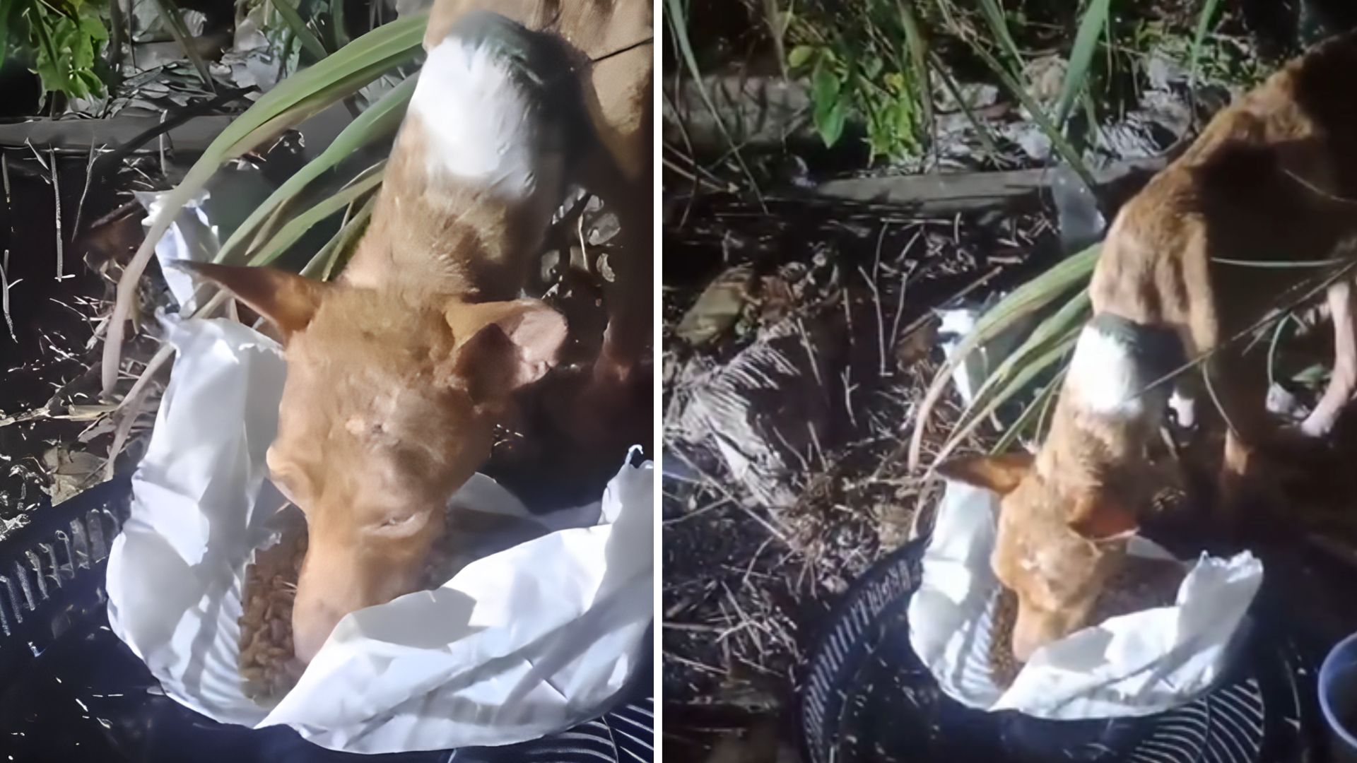Cão desnutrido é abandonado às margens da rodovia dos Imigrantes em Cuiabá e caso gera revolta; veja vídeo