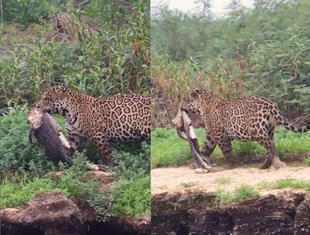Onça arrasta jacaré em parque de Mato Grosso