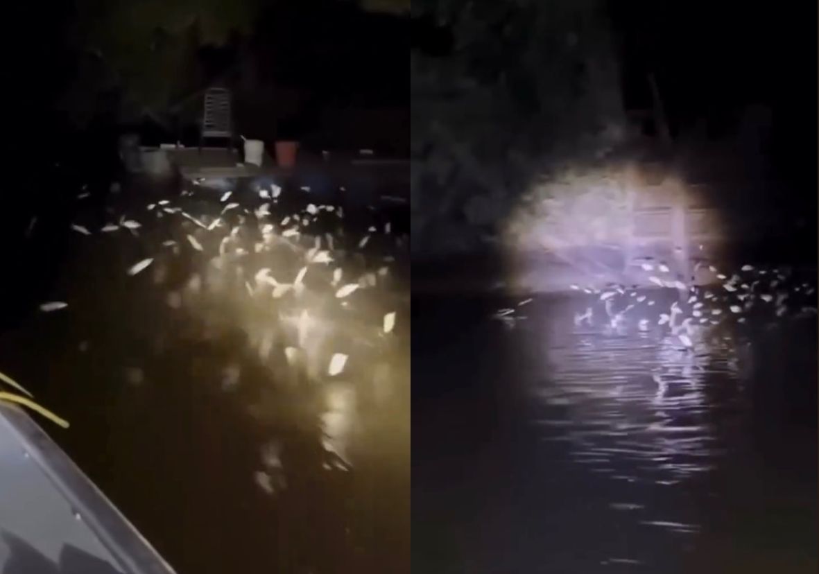 Lambaris Saltam em Massa no Rio Jauru e Deixam Pescadores em Êxtase