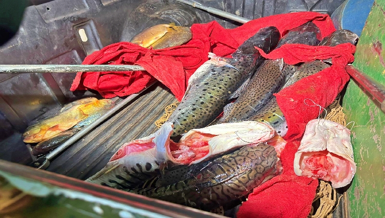 Pescador Ilegal é Flagado com 32 Kg de Peixe na BR-040