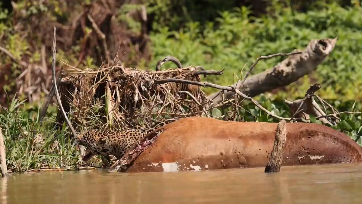 Zangado e Juru Brigam por Carcaça em Cena de Tensão Selvagem