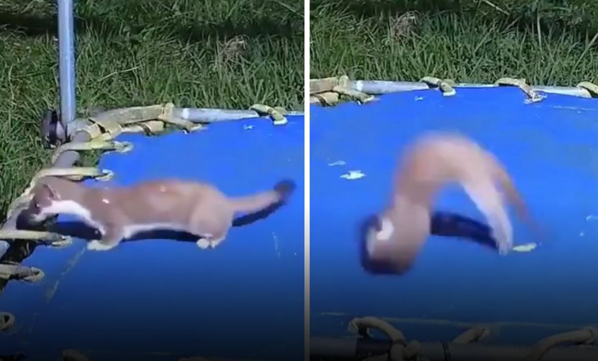 Bebê doninha é flagrada se divertindo pulando em pula-pula de quintal de casa