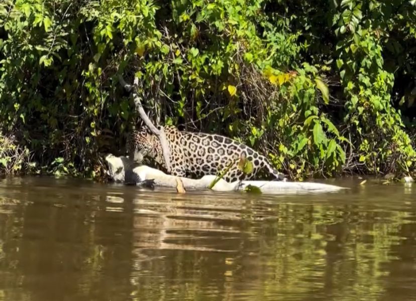Onça-pintada trava luta brutal com jacaré e quase se afoga