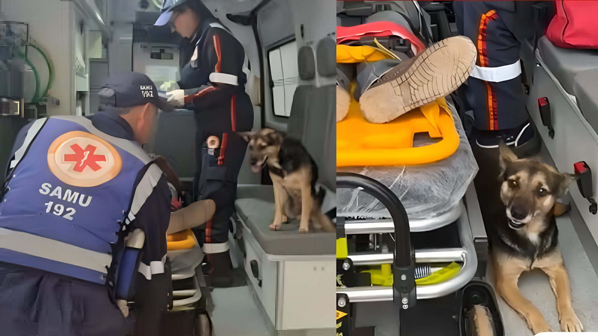 Lealdade comovente: cadela invade ambulância para acompanhar tutor atropelado; veja vídeo