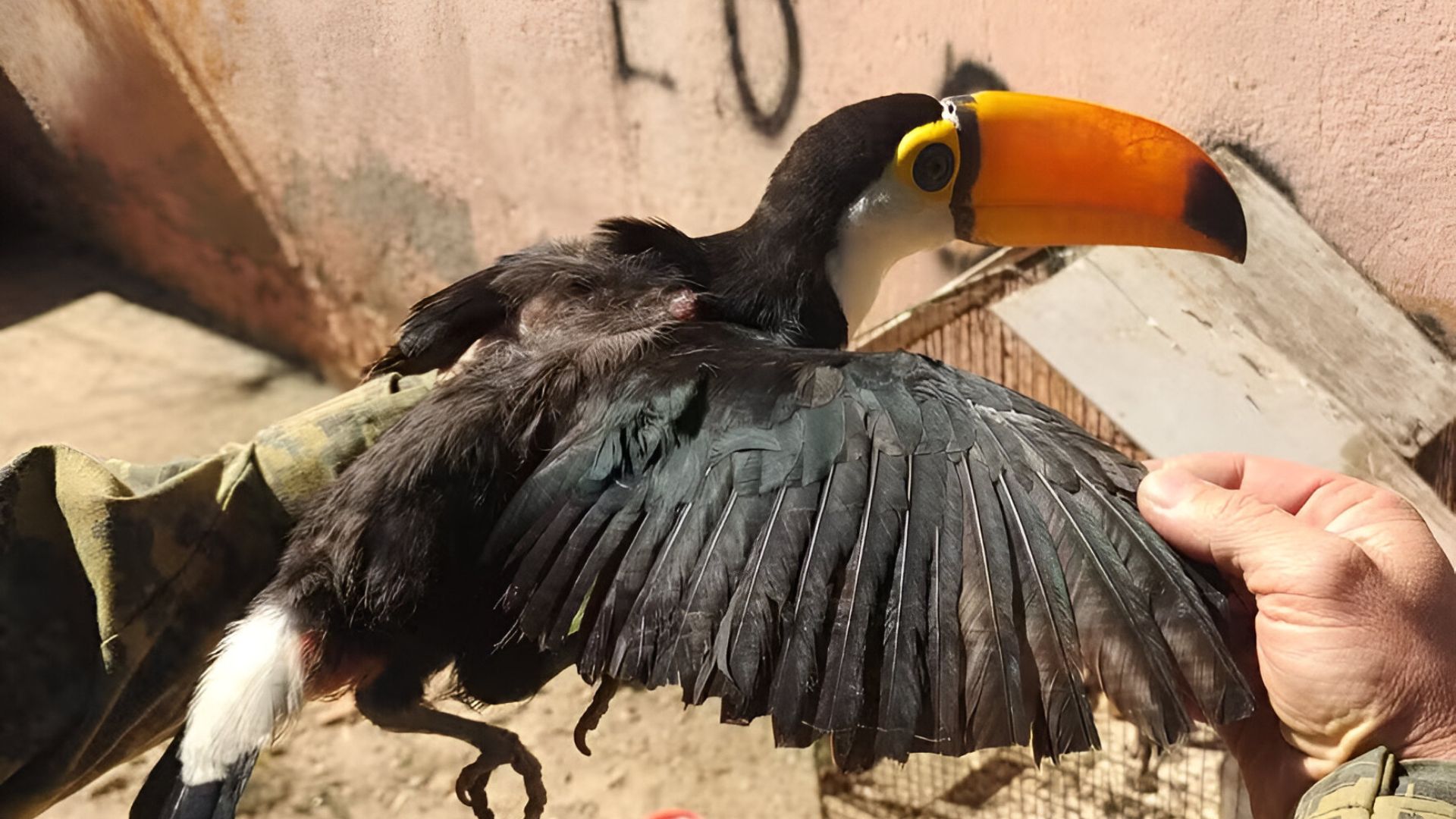 Tucano é resgatado de cativeiro com asas mutiladas e caso gera revolta; veja vídeo