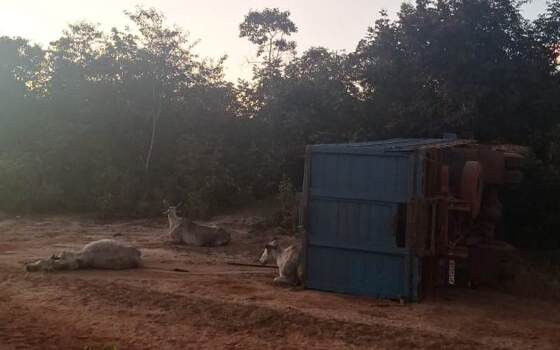 Caminhão carregado de gado tomba em rodovia de MT e mata motorista