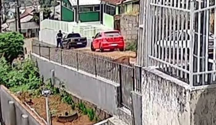Morador fica frente a frente com onça-parda no meio da rua