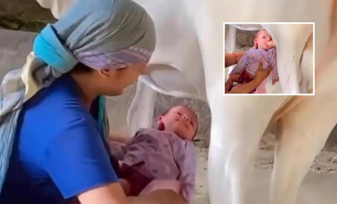 Mulher coloca bebê para mamar direto em vaca e vídeo divide opniões na web