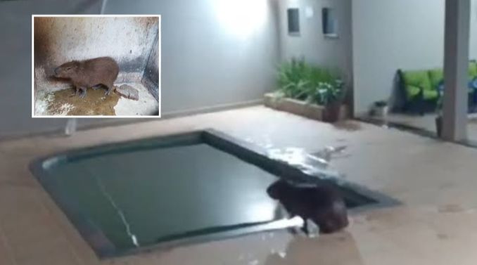 Capivara invade casa e dá mergulho na piscina antes de ser capturada