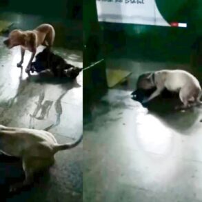 Pitbulls atacam e matam cão caramelo em terminal de Cuiabá