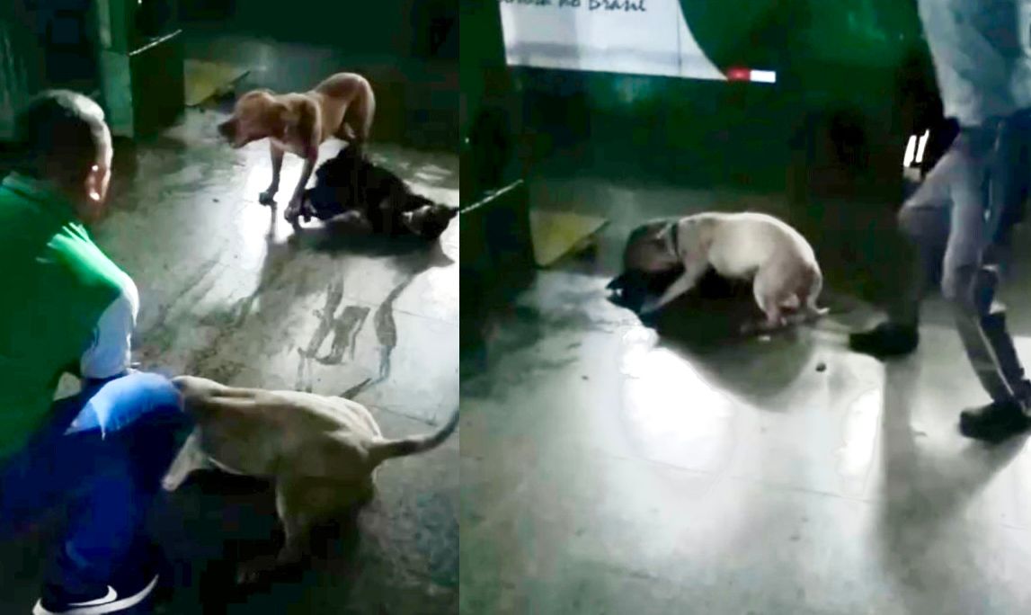 Pitbulls atacam e matam cão caramelo em terminal de Cuiabá
