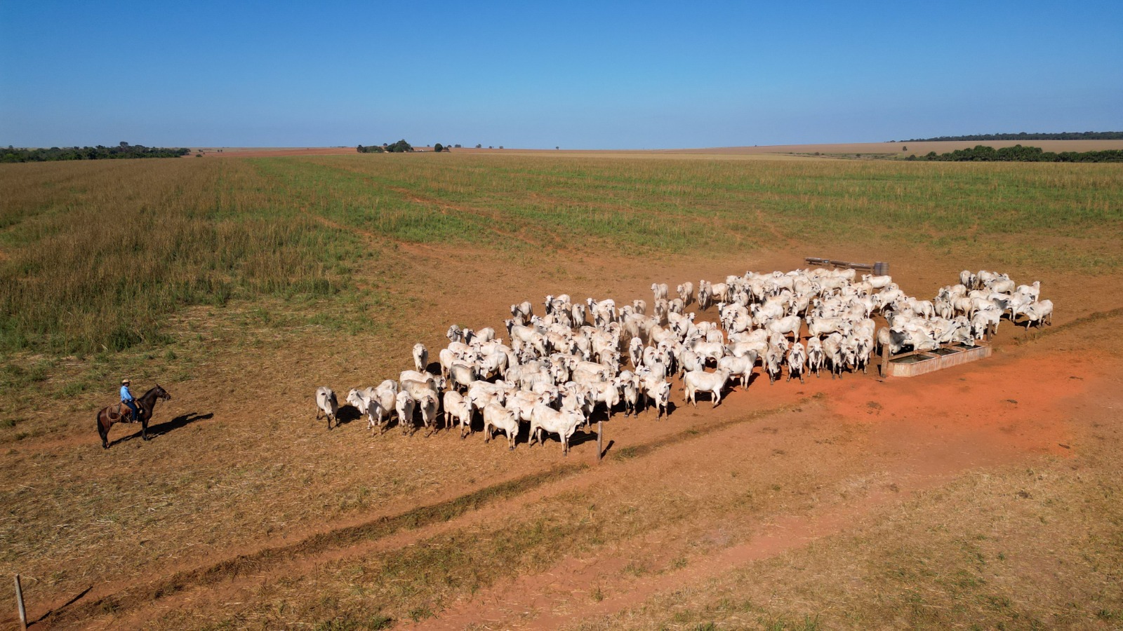Pecuaristas de Mato Grosso reduzem estresse do gado e elevam qualidade da carne: tendência atrai o mercado internacional