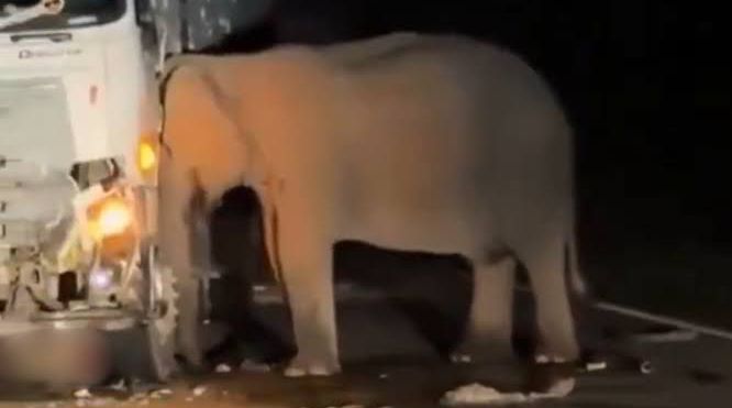 Mãe elefante se recusa a deixar filhote morto após atropelamento e tenta salvá-lo por cinco horas