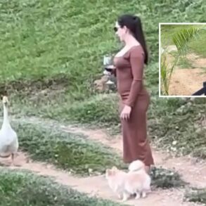 Mulher e doguinho são perseguidos por gansos e arrancam risadas