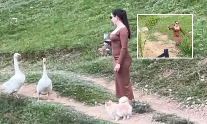 Mulher e doguinho são perseguidos por gansos e arrancam risadas