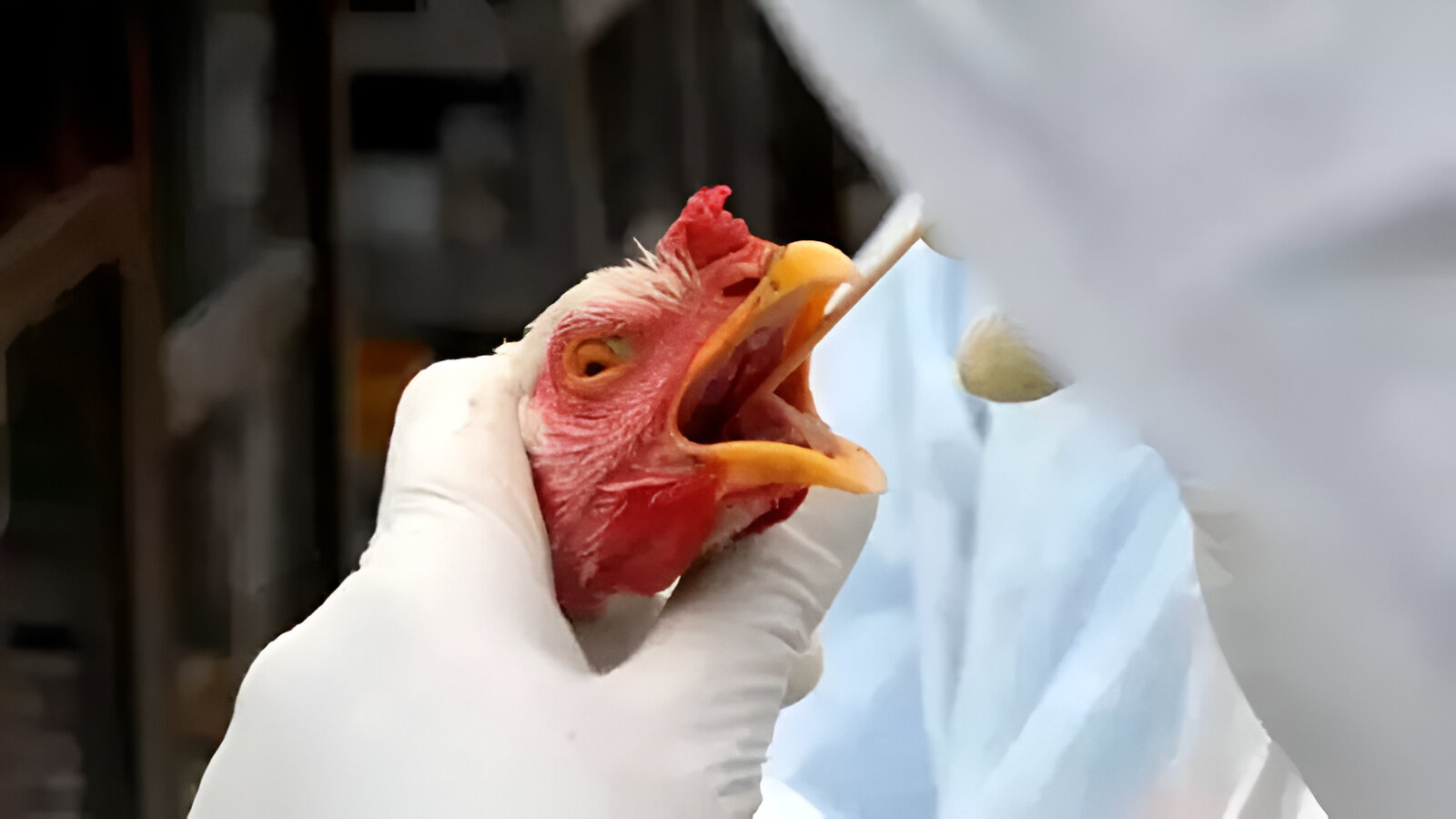Alerta nas granjas! Brasil confirma 1º caso de gripe aviária em produção comercial e população questiona consumo de aves; veja vídeo