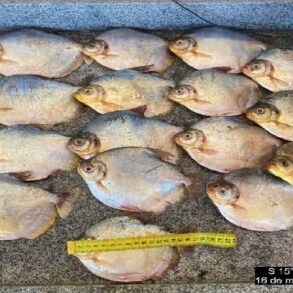 Homem é pego com 89 peixes ilegais e leva multa de R$ 12 mil