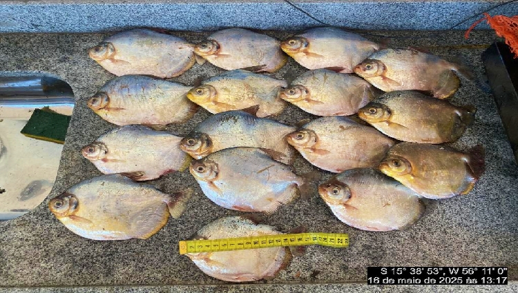 Homem é pego com 89 peixes ilegais e leva multa de R$ 12 mil