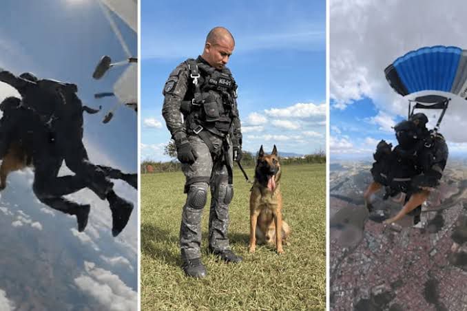 Cão policial salta de paraquedas em treinamento da PM no Brasil