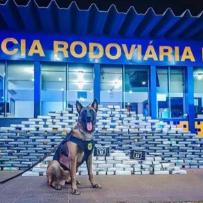Droga escondida no teto do caminhão é descoberta por cão farejador da PRF