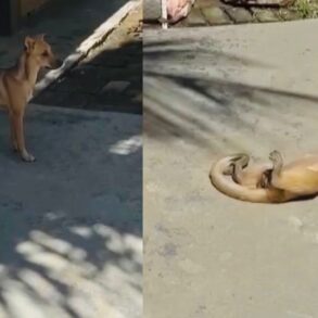 Macaco finge estar morto em Barão de Melgaço e cena viraliza nas redes