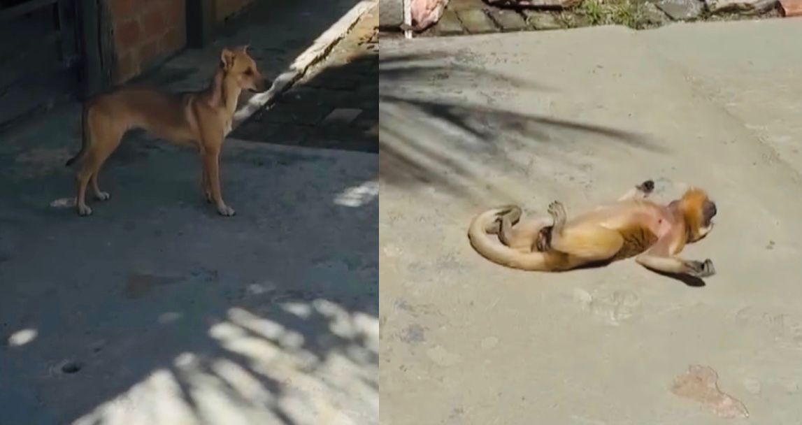 Macaco finge estar morto em Barão de Melgaço e cena viraliza nas redes