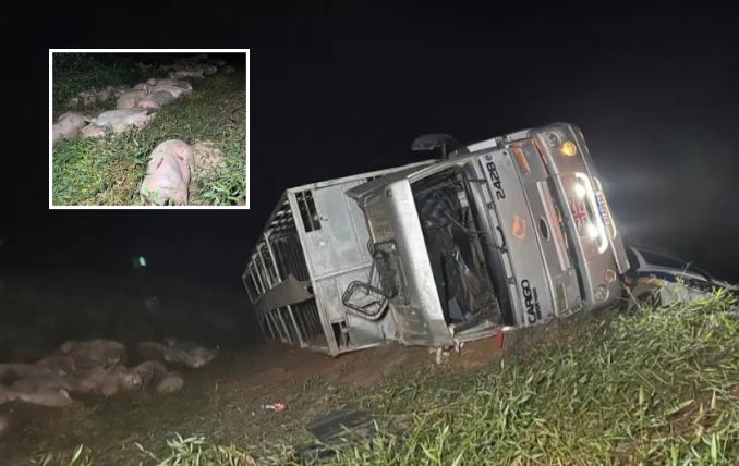 Caminhão com 140 porcos tomba após perder os freios em desvio de ponte em Muriaé