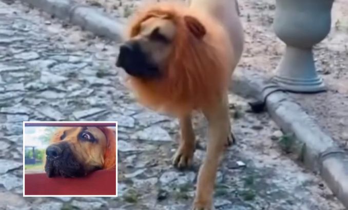 “Leão que late?” Cão com juba viraliza em fazenda de Quixeramobim