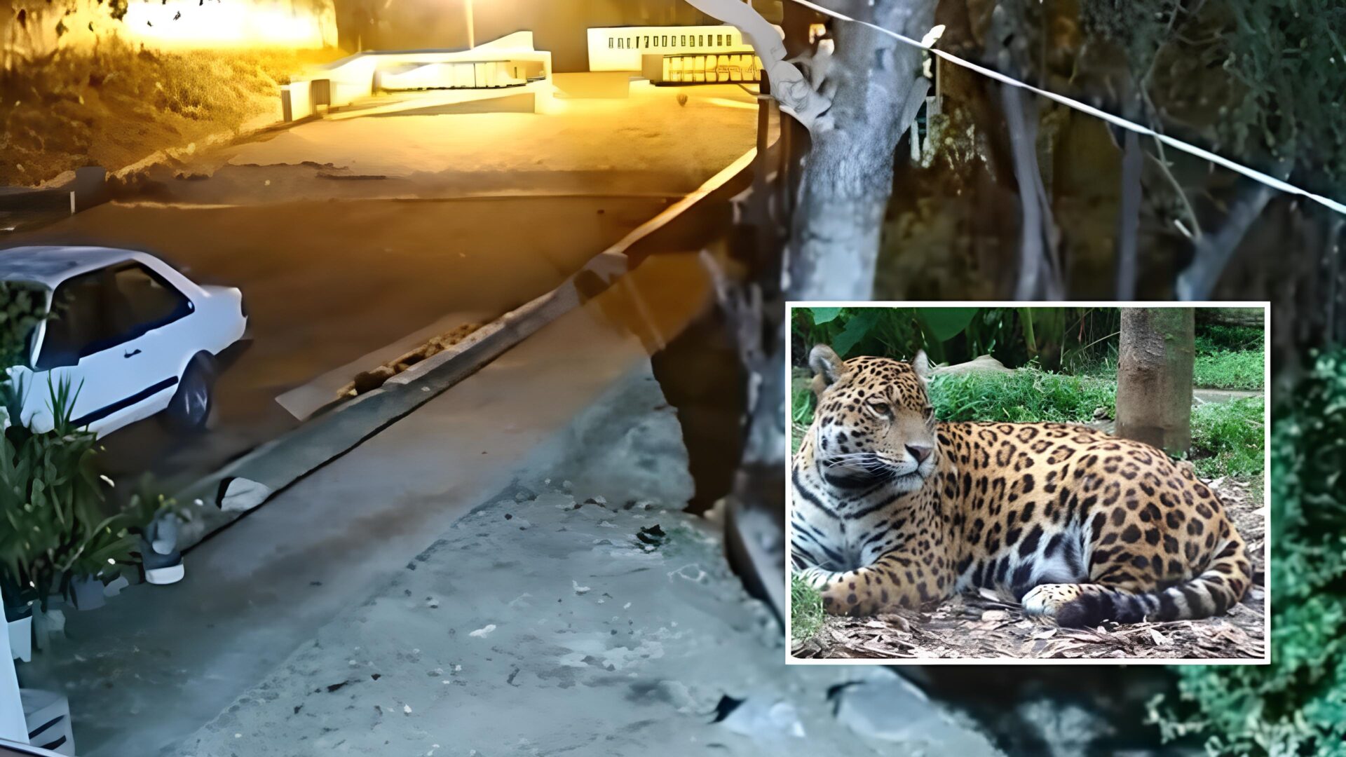 Onça-pintada volta a invadir quintal de casa, após ataque frustado; veja vídeo