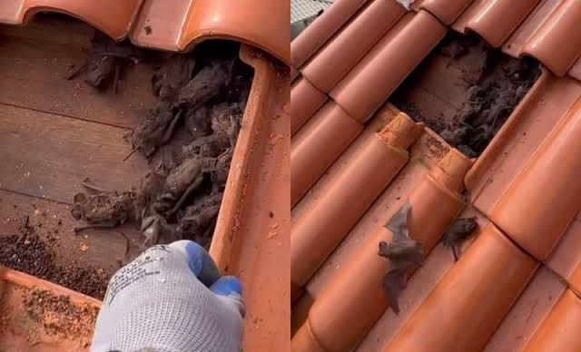 Homem destelha casa e descobre ninho de morcegos: “tem uns mil”