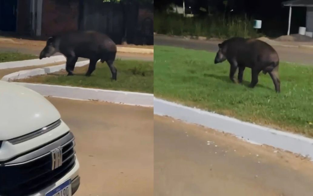 Anta Passeando no Centro de Colniza Vira Celebridade