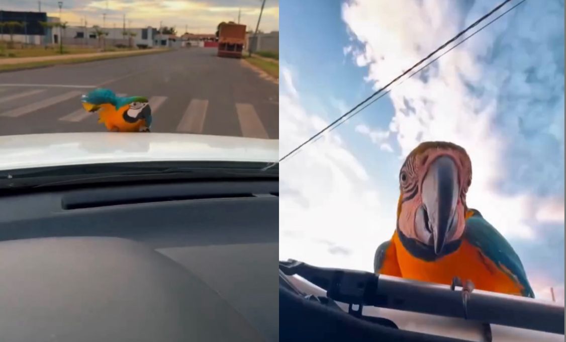 Arara pousa em carro e surpreende família em MT