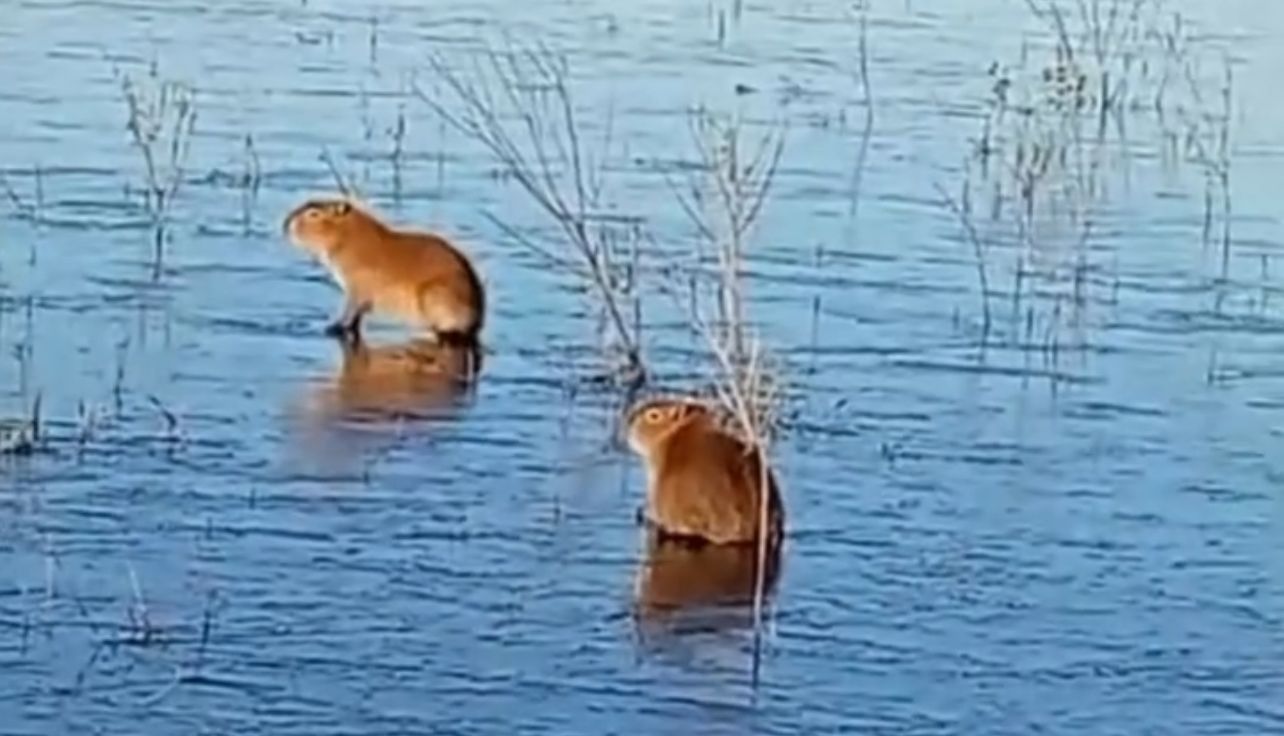 Frio congela água de lago e faz capivaras “patinarem” na Argentina