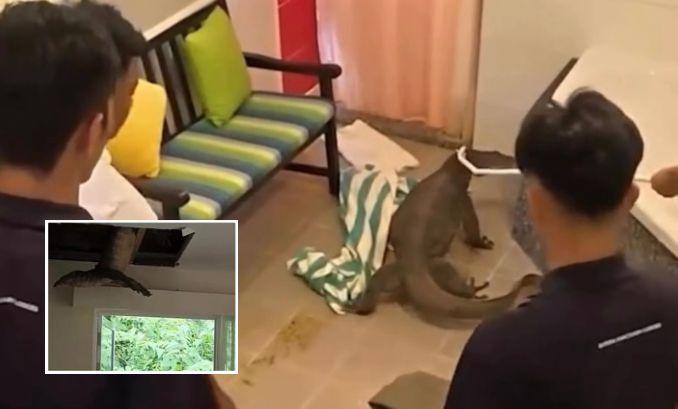 Dragão-de-komodo atravessa teto de hotel e assusta hóspedes