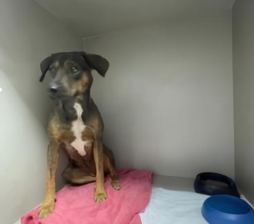 Cachorra Vítima de Maus-Tratos em Posto de Combustível em Sorriso