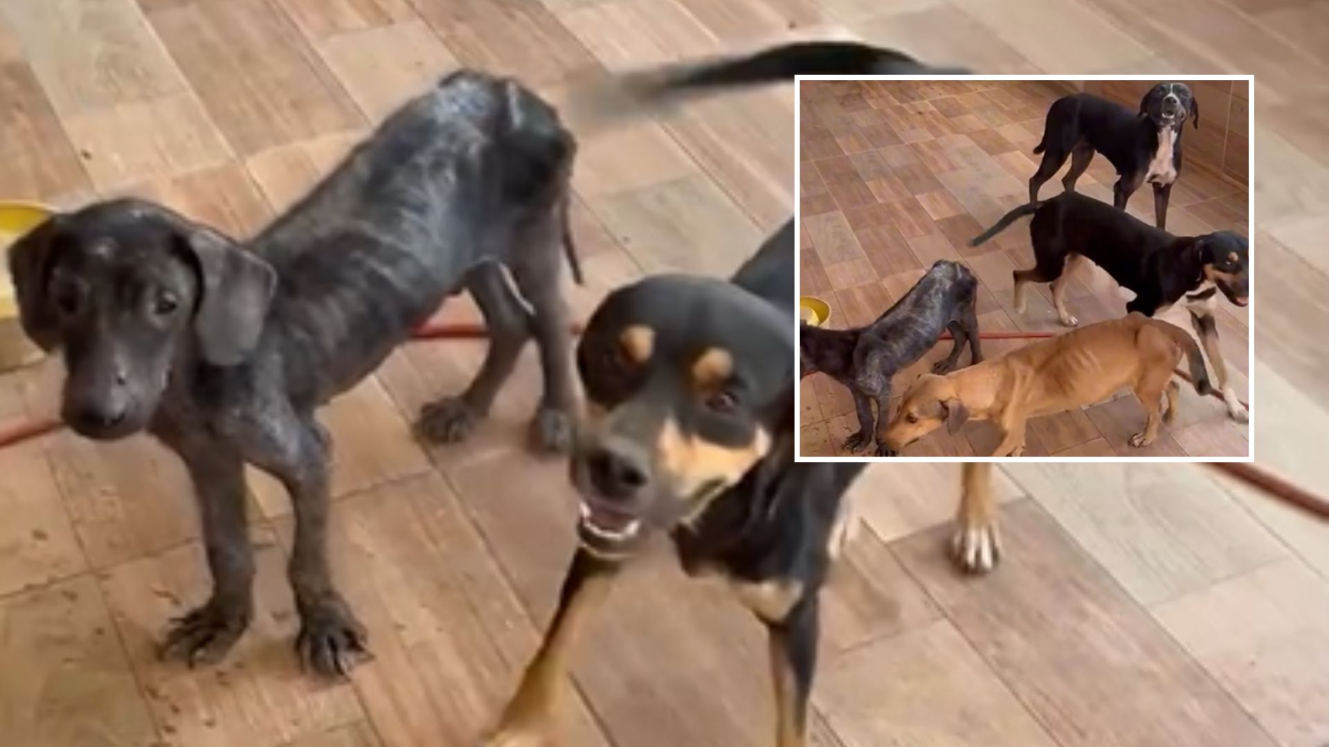Cães resgatados em Guarantã do Norte revelam cenário de maus-tratos e prisão em flagrante