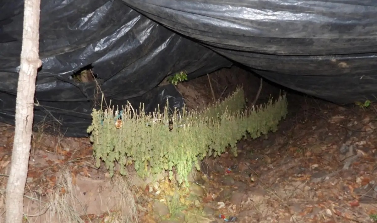 Maconha ilegal é encontrada em reserva ambiental durante operação