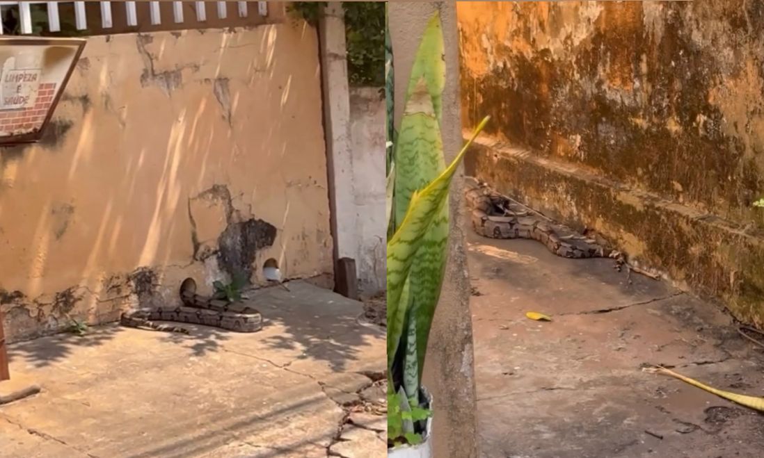 Moradora de Cuiabá é surpreendida por cobra cascavel