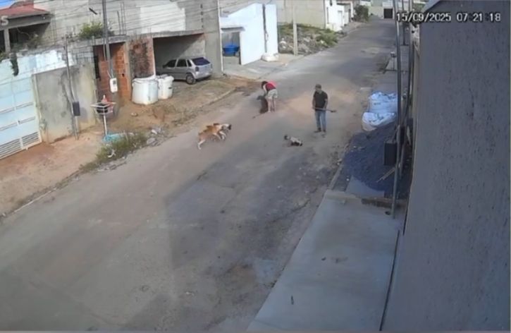 Pitbulls Soltos Atacam Cães e Ameaçam a Segurança da Comunidade