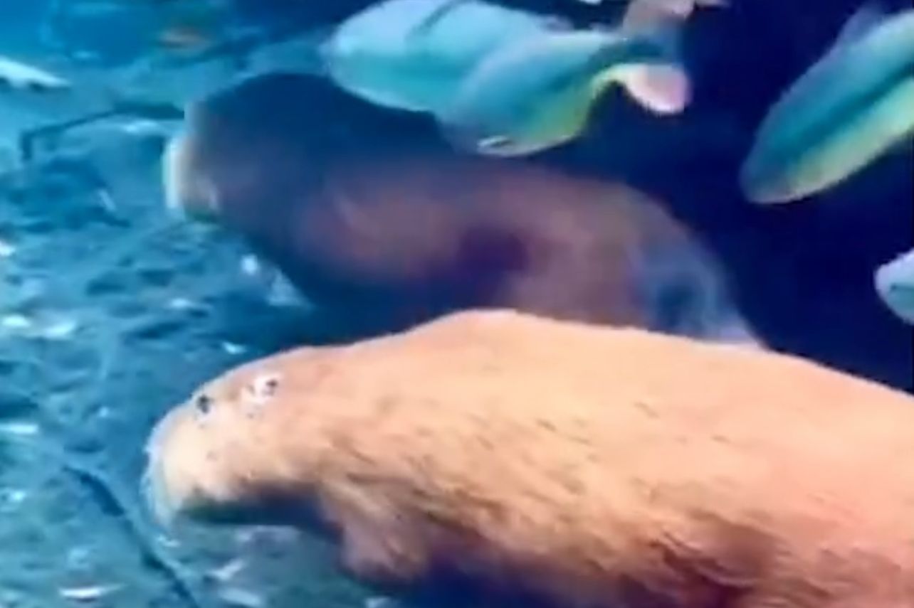 Capivaras são flagradas nadando entre peixes em água cristalinas