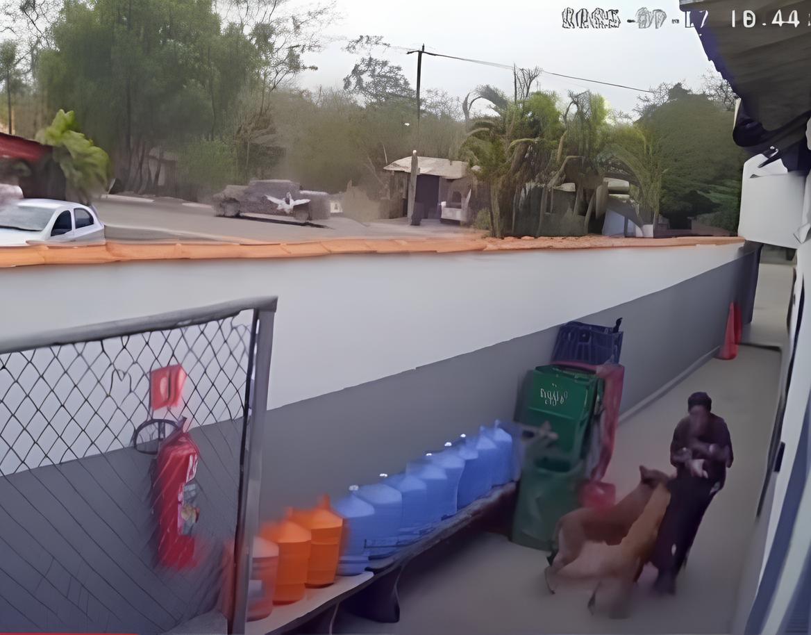 Pitbull Escapa e Ataca Funcionária de Distribuidora