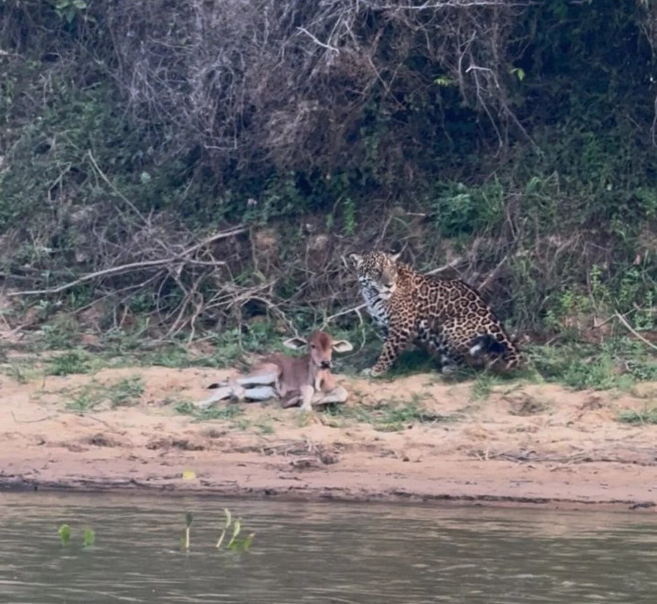 Bezerro Escapa de Ataque de Onça-Pintada no Pantanal