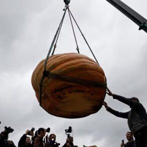 Abóbora gigante de quase 1 tonelada é erguida por guindaste em festival