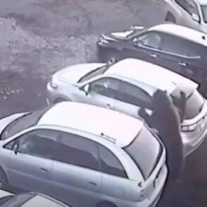 Urso faminto surge de surpresa e ataca homem em estacionamento