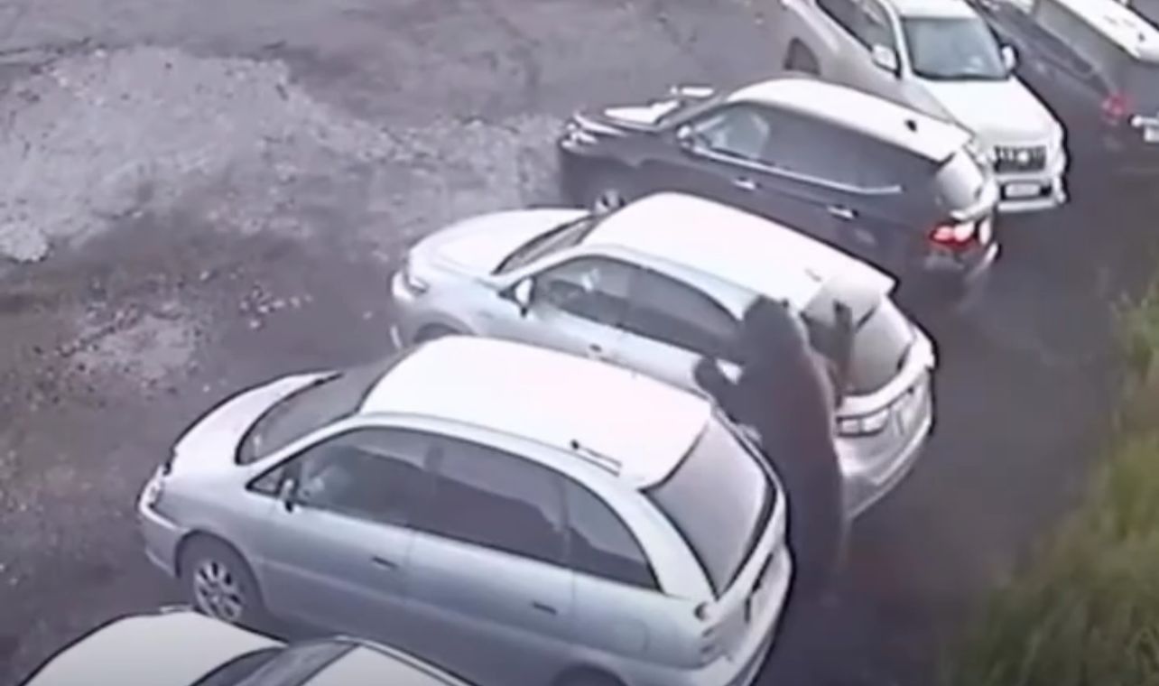 Urso faminto surge de surpresa e ataca homem em estacionamento