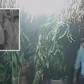 Ladrão invade viveiro em Cuiabá e rouba orquídeas, ferramentas e notebook durante a madrugada; veja vídeo