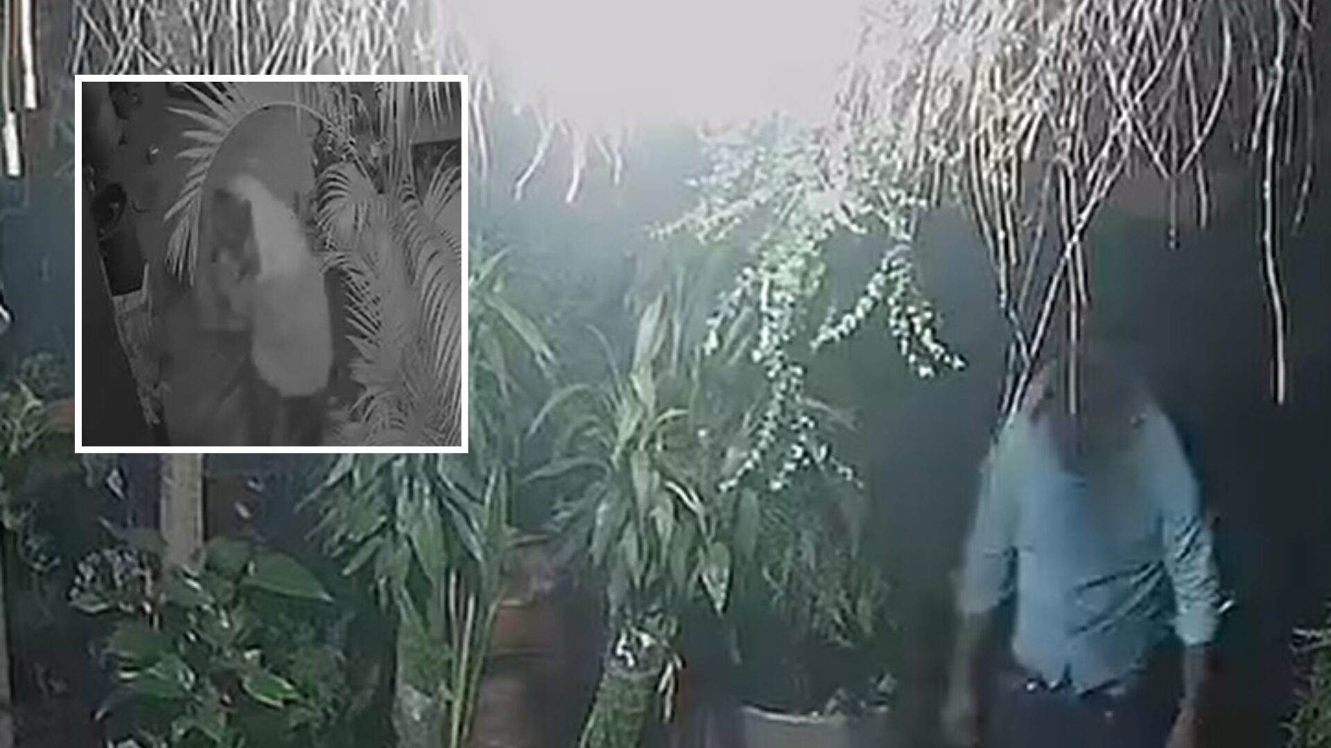 Ladrão invade viveiro em Cuiabá e rouba orquídeas, ferramentas e notebook durante a madrugada; veja vídeo