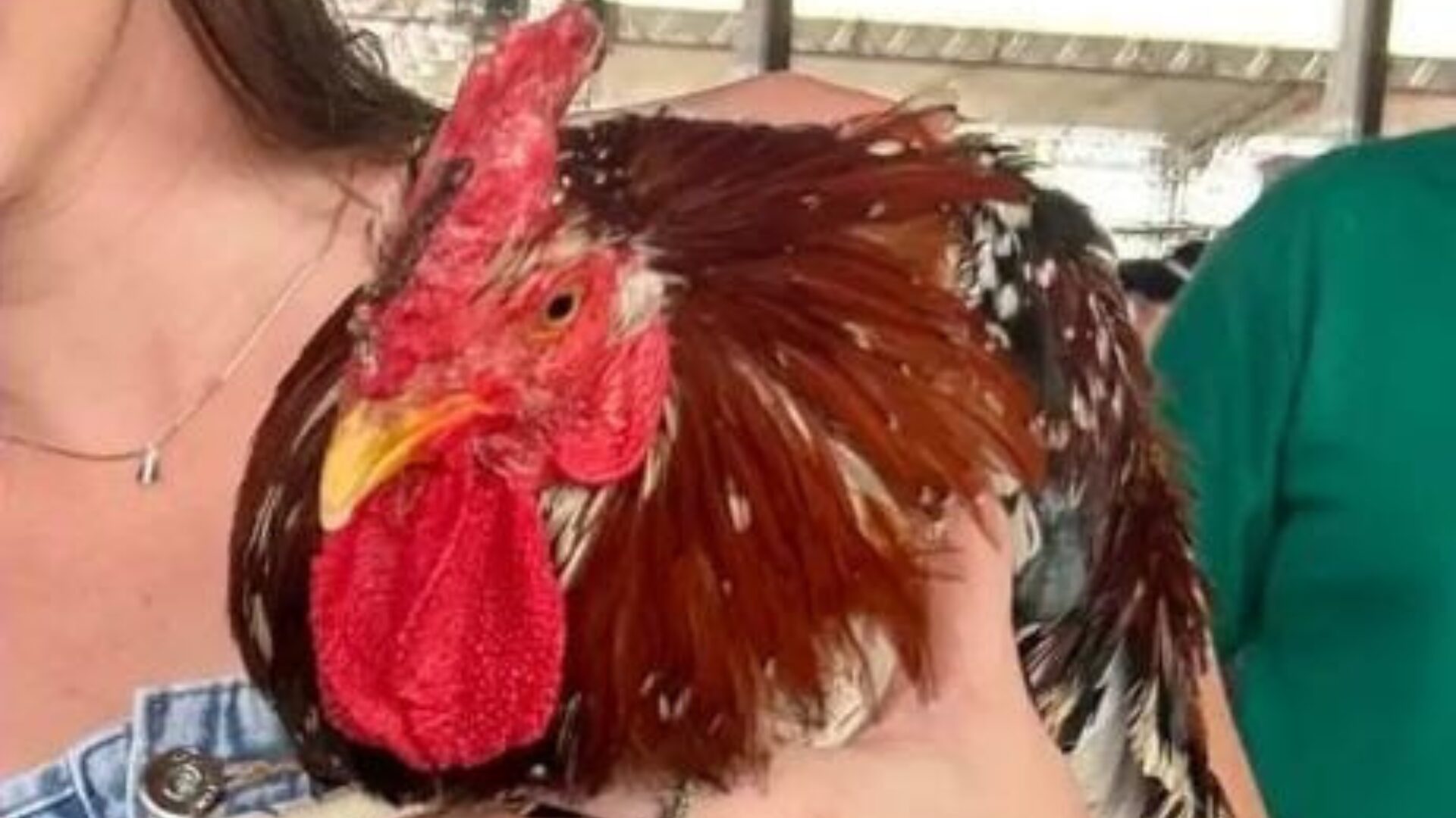 Leilão de “Galo de Ouro” arrecada R$ 52 mil para o Hospital do Câncer em Campo Verde