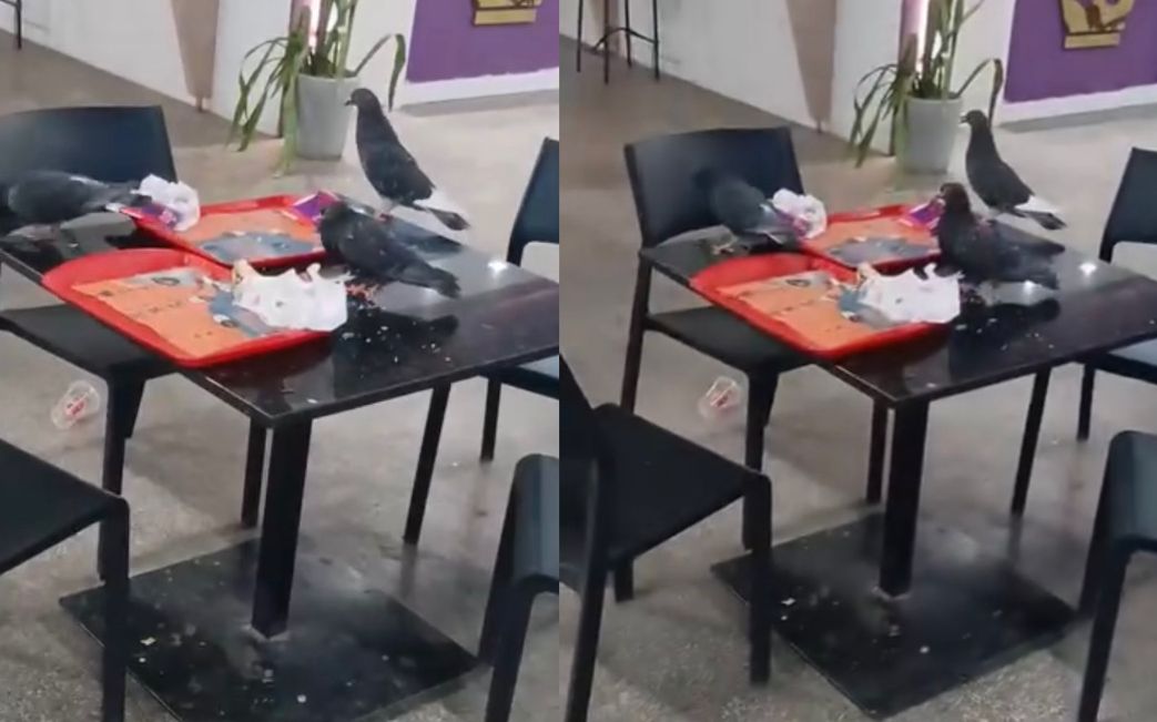 Pombos invadem praça de alimentação da Rodoviária